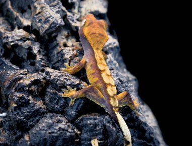 bir yerli Creed gecko portresi