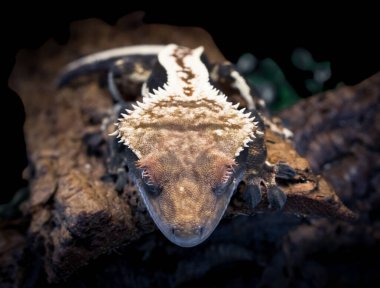 bir yerli Creed gecko portresi