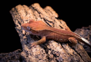 bir yerli Creed gecko portresi