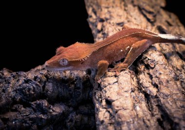 bir yerli Creed gecko portresi