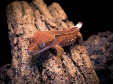 bir yerli Creed gecko portresi