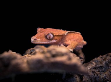 bir yerli Creed gecko portresi