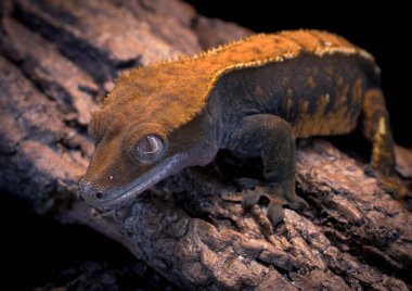 bir yerli Creed gecko portresi