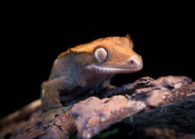 bir yerli Creed gecko portresi