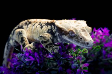 a domestic creested gecko portrait clipart