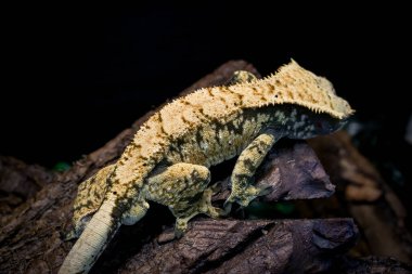 bir yerli Creed gecko portresi