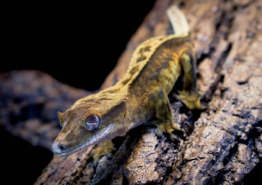 bir yerli Creed gecko portresi