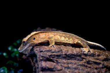 bir yerli Creed gecko portresi