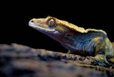 bir yerli Creed gecko portresi