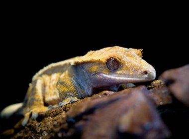 bir yerli Creed gecko portresi