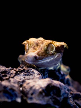 a domestic creested gecko portrait clipart