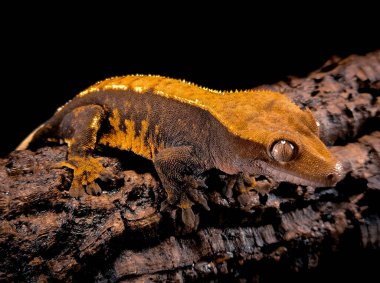 bir yerli Creed gecko portresi