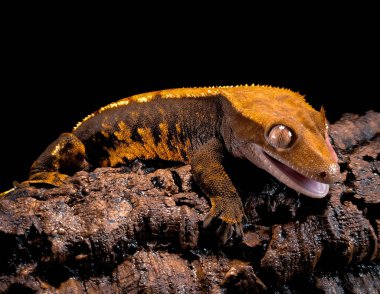 bir yerli Creed gecko portresi