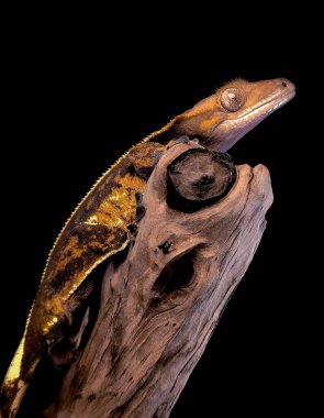 bir yerli Creed gecko portresi