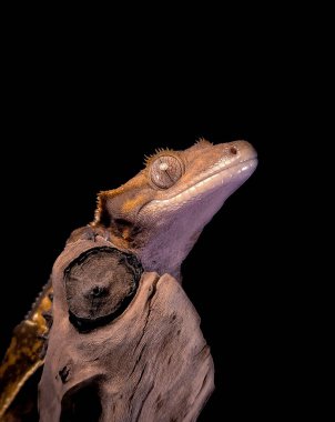 bir yerli Creed gecko portresi