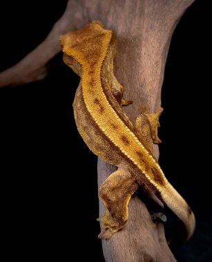 bir yerli Creed gecko portresi