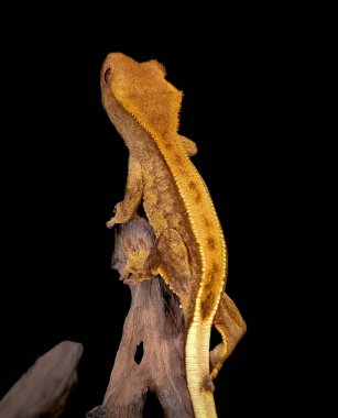 bir yerli Creed gecko portresi