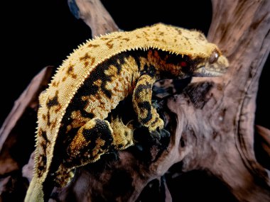 bir yerli Creed gecko portresi