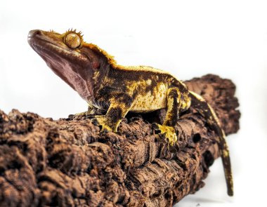 bir yerli Creed gecko portresi