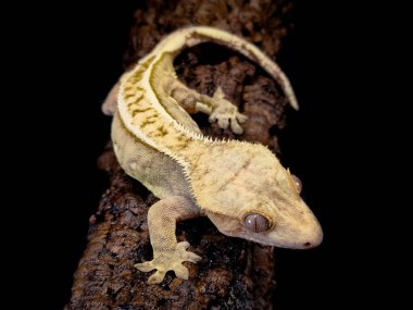 bir yerli Creed gecko portresi