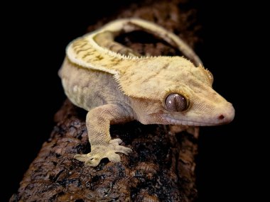 bir yerli Creed gecko portresi