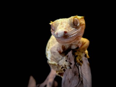 bir yerli Creed gecko portresi