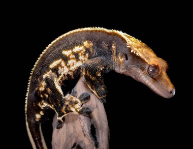 bir yerli Creed gecko portresi