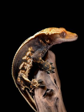 bir yerli Creed gecko portresi