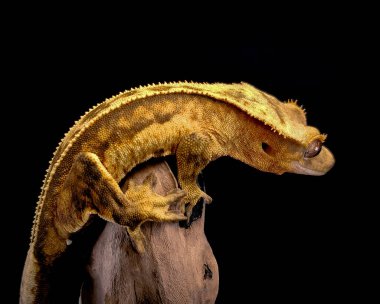 bir yerli Creed gecko portresi