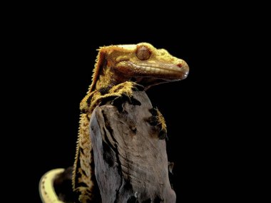 bir yerli Creed gecko portresi