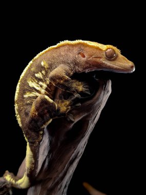 bir yerli Creed gecko portresi