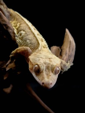 bir yerli Creed gecko portresi