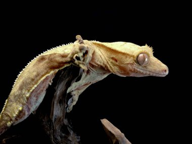 bir yerli Creed gecko portresi