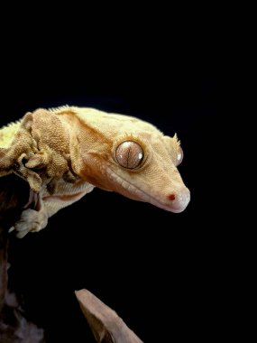 bir yerli Creed gecko portresi
