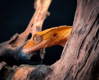 bir yerli Creed gecko portresi