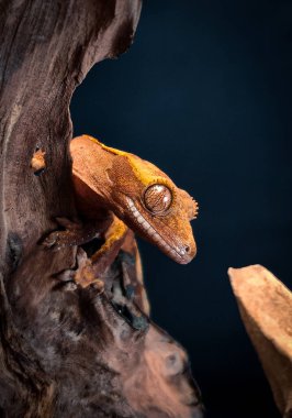 bir yerli Creed gecko portresi