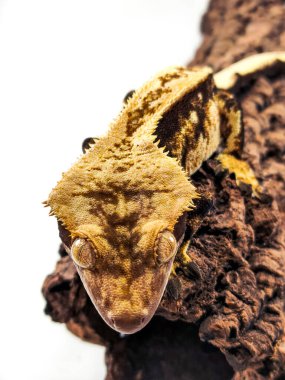 bir yerli Creed gecko portresi