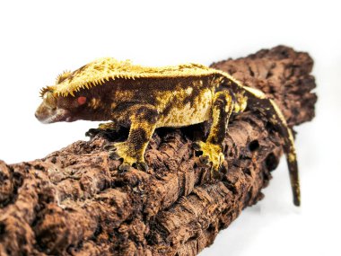 bir yerli Creed gecko portresi