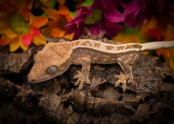 stock image a domestic creested gecko portrait