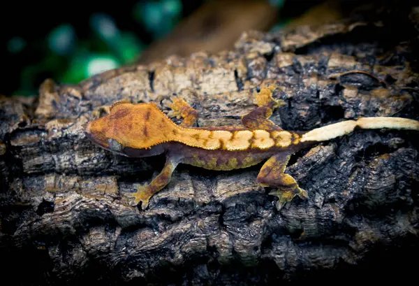 stock image a domestic creested gecko portrait