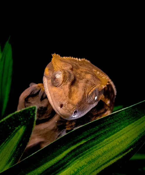 stock image a domestic creested gecko portrait