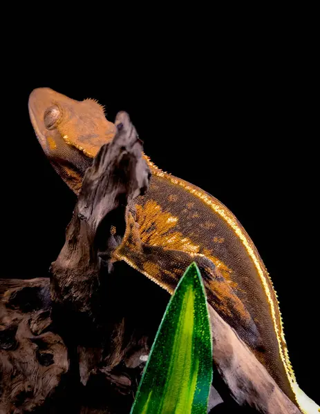 stock image a domestic creested gecko portrait