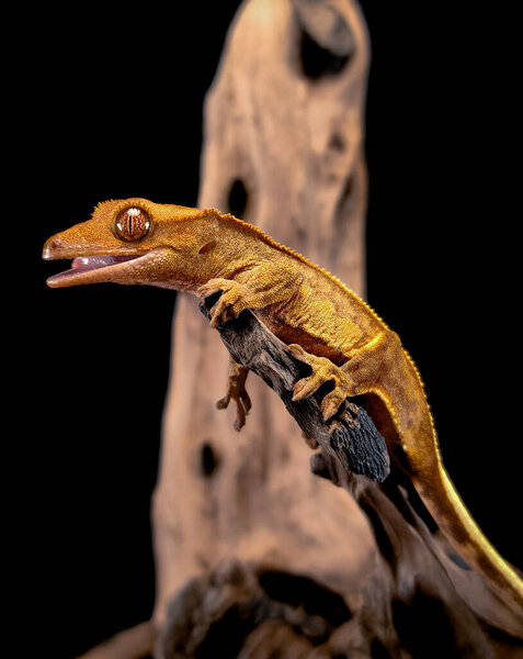a domestic creested gecko portrait