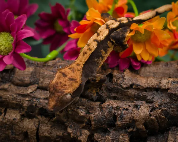 stock image a domestic creested gecko portrait