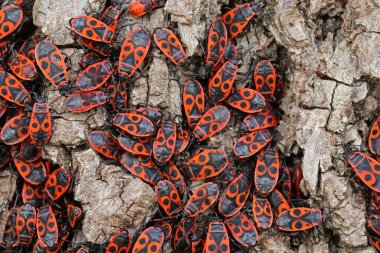 Ateş böcekleri (Pyrrhocoris apterus) bir ağaç gövdesinde.