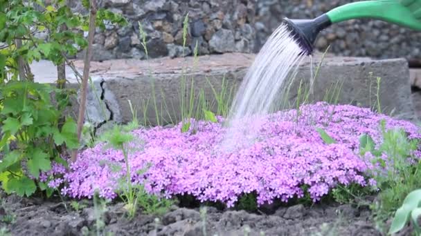 Çiçekleri Suluyorum Suyundan Akan Sürünen Fox Çiçeklerinin Üzerine Dökülür — Stok video