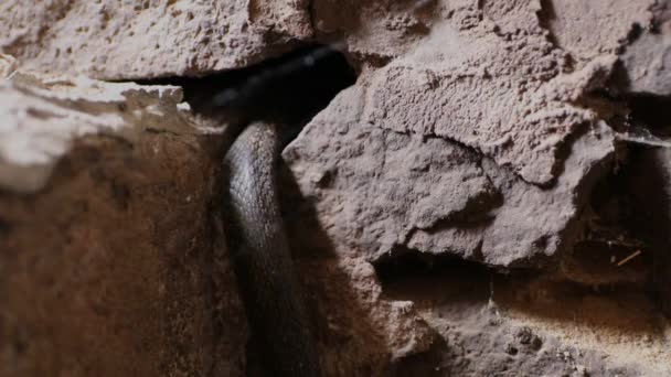 蛇爬到石墙的缝隙里 旧城堡里的蛇 — 图库视频影像