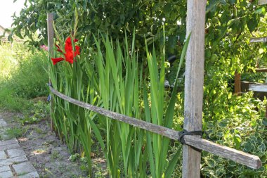 Kırsal bir evin bahçesindeki patikanın yanındaki Gladioli..