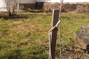 Genç kiraz ağacı destek çubuğuna iple bağlanmış.
