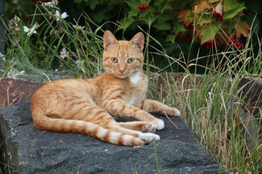 Kızıl kedi taşın üzerinde yatıyor..
